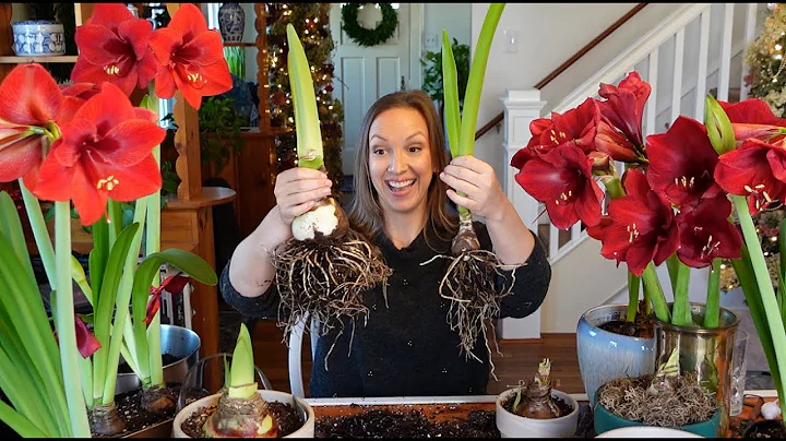 My Amaryllis Passion Grows! How to Plant, Propagate, & Rebloom Amaryllis Bulbs + Cut Amaryllis Tips! - DayDayNews