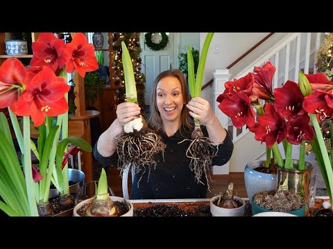 Video: Cvijet amarilisa: opis, kućna njega