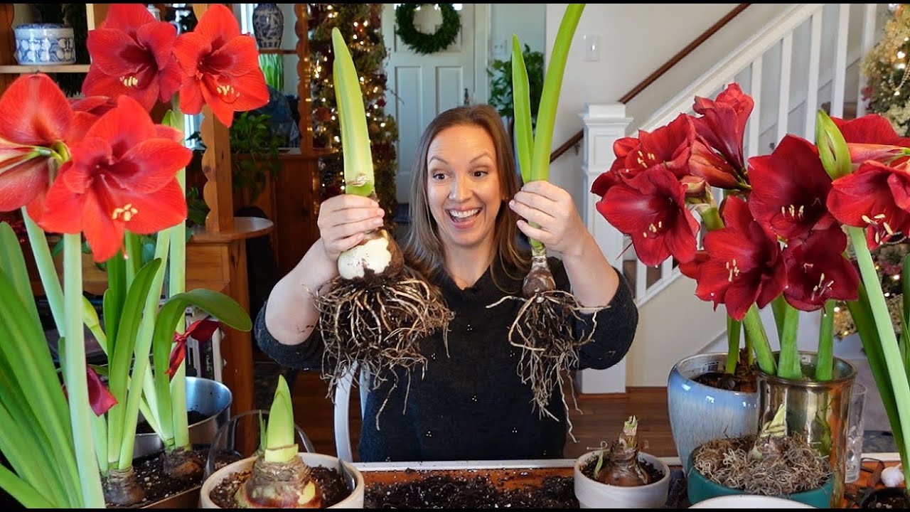 Rebloom Amaryllis Bulbs