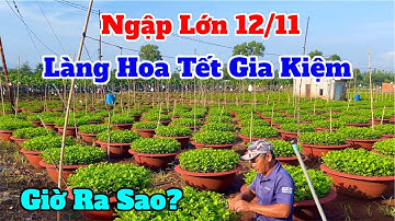 Làng hoa gia kiệm tết 2026