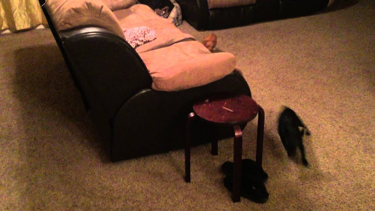 Lady the Chiweenie meets Cinderelli the Chiweenie