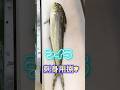 シイラ【刺身用捌き】マヒマヒ捌き方、シイラの 刺身は鮮度が大事 #シイラ #シイラ刺身 #シイラ捌き方