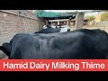 Hamid Dairy Milking Thaim دودھ والے جانورں کا کیسے خیال رکھنا ہے
