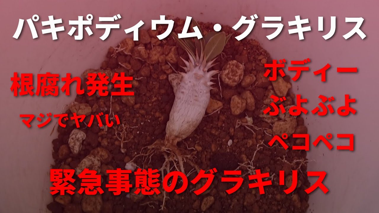パキポディウム・グラキリス】根腐れ・ボディーぶよぶよ・ペコペコ