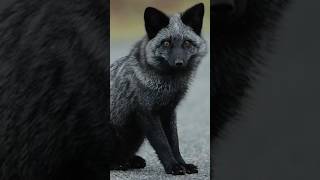 Five Interesting Facts About The Silver Fox