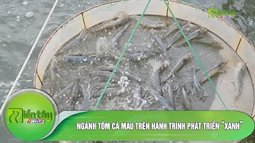 Ngành tôm Cà Mau trên hành trình phát triển “xanh”