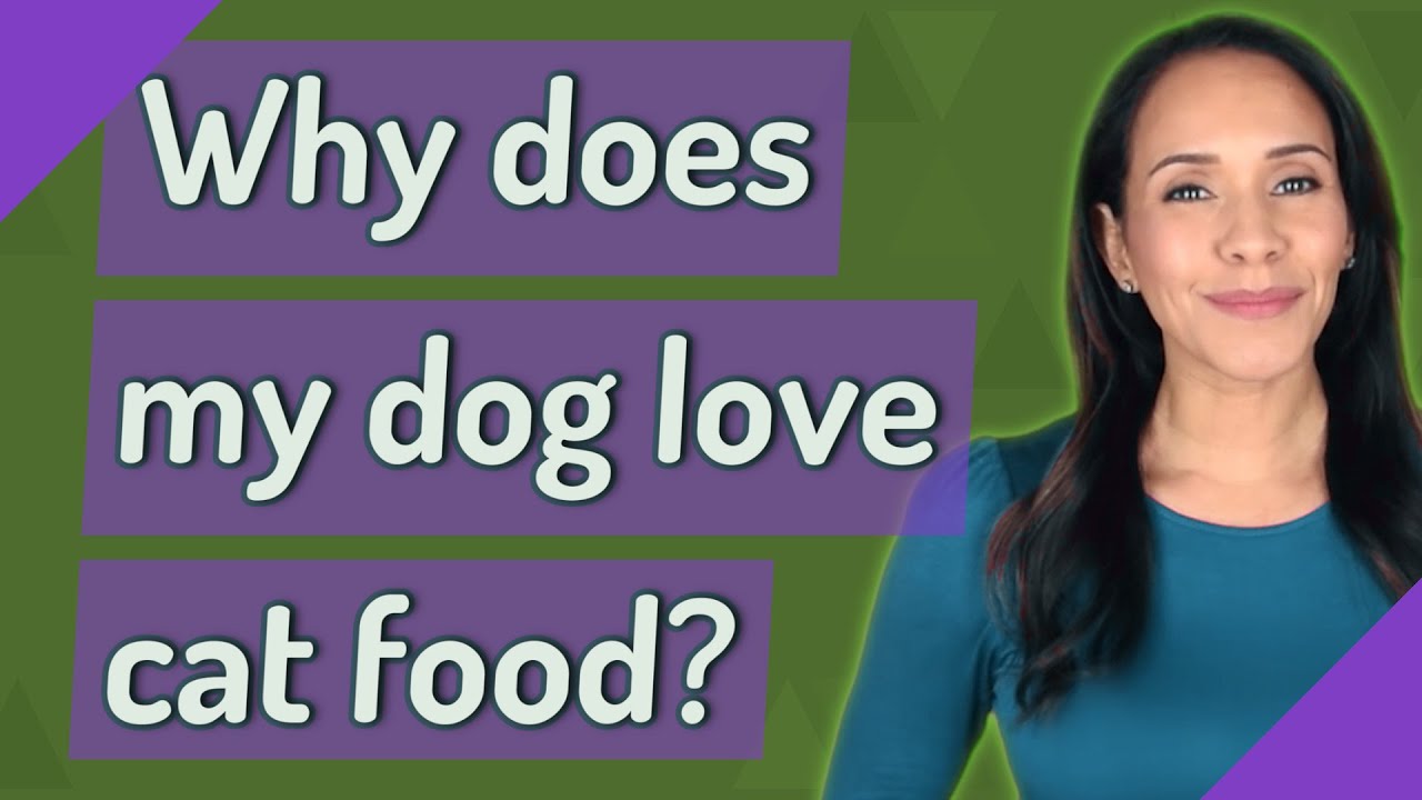 Why Does My Dog Love Cat Food YouTube