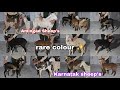 Rare Colour Amingad Sheep's &amp; Karnatak breeds |  Ghar Ke pale Hue mende