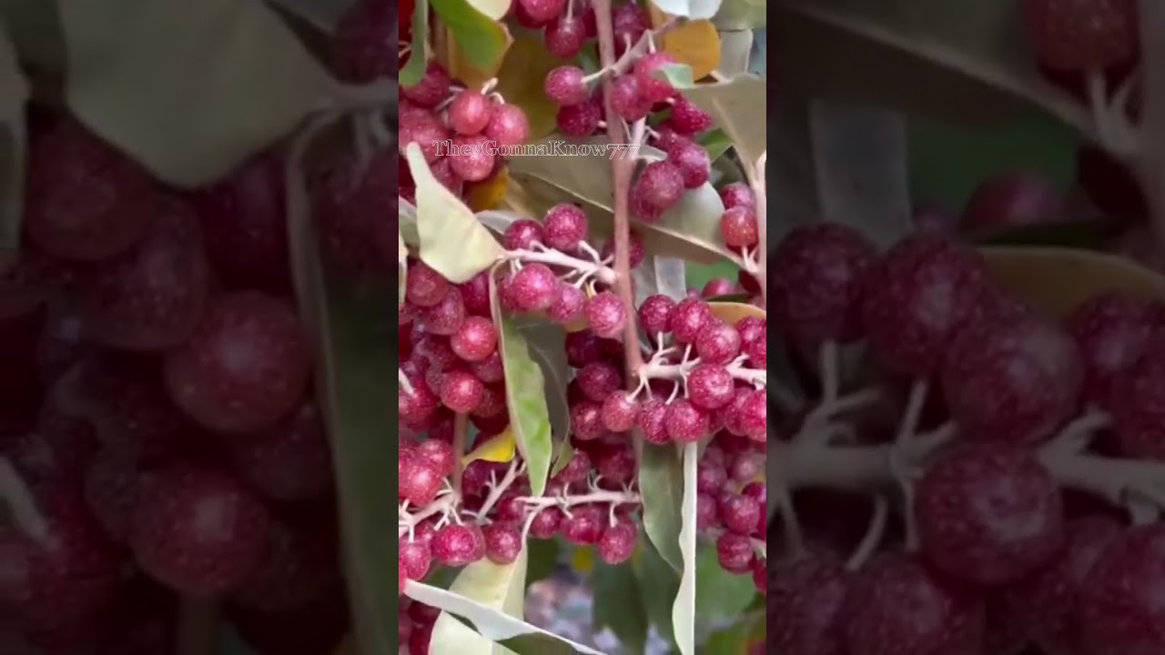 Beautiful Silverberry Autumn Olive fruit 