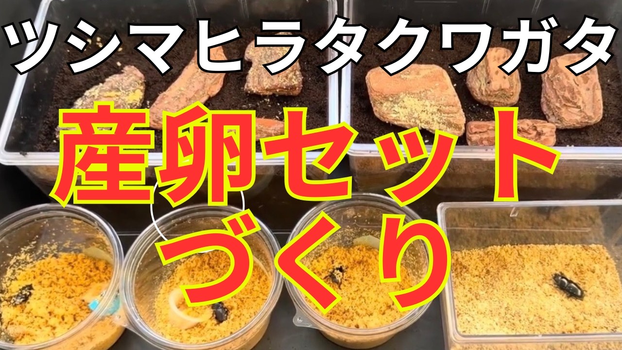 【ツシマヒラタクワガタ】さいごにまさかの事件が！産卵セットづくり②③