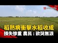 稻熱病衝擊水稻收成 損失慘重 農民 : 欲哭無淚｜#寰宇新聞 @globalnewstw