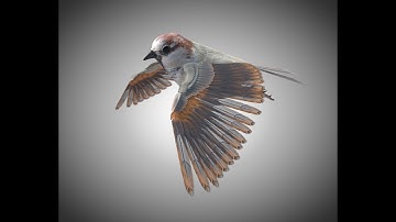 3D Model Sparrow Bird PBR Rigged Low poly at 3DExport.com