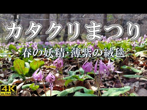 【春の妖精】可児川下流域自然公園の「カタクリまつり」の10万株の美しい風景に感動！