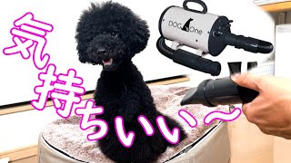 強力ペットドライヤーが快適過ぎてうっとりする愛犬が可愛すぎたw【黒プー】