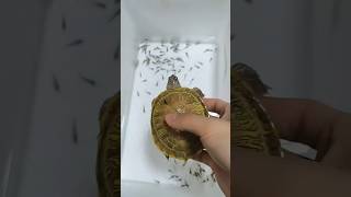 Small Fish vs Turtle Unexpected Ending
