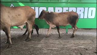 Lote Nro. 28