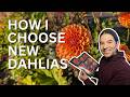 The New Dahlias I’m Planting This Year (And Why)