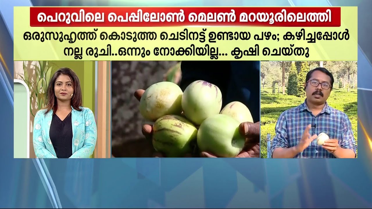 ആളറിയാതെ കൃഷി ചെയ്തതാ... പെറുവിലെ പെപ്പിലോൺ മെലോൺ ഇങ്ങ് മറയൂരിലും | Pepino Melon
