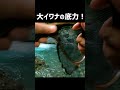 大イワナのモーレツな引き！ #shorts