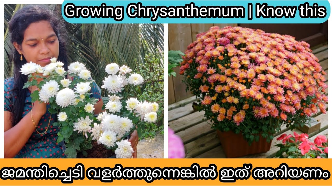 10 Golden tips for Healthy Chrysanthemum | ജമന്തി ചെടി ആരോഗ്യത്തോടെ വളർത്താൻ 10 ടിപ്