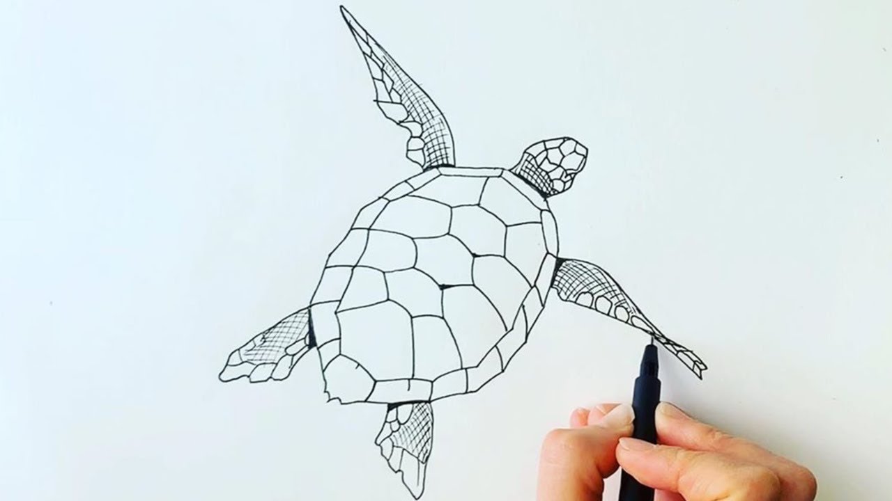 sea turtles drawing