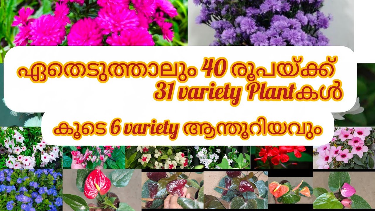 ഏതെടുത്താലും 40 രൂപക്ക് 31 variety Plantകൾ കൂടെ ആന്തൂറിയം Plant കളും#bloomtalesgarden# #7356246641#