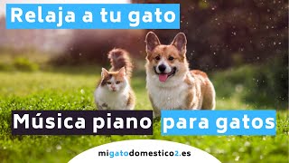 ✅✅ Música 🎵 de piano relajante para gatos🐱 by migatodomestico 472 views 2 years ago 3 hours, 18 minutes