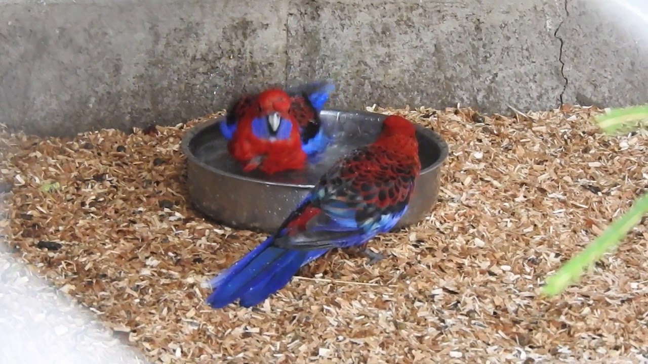 水浴びするアカクサインコ Crimson Rosella 2016 0715 