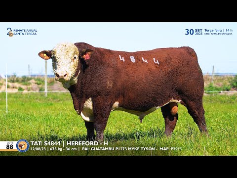 LOTE 88 TAT TES4844 HEREFORD Est  Sta Tereza