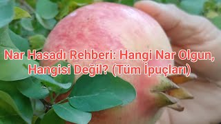 Narin Olgunlaştiğini Nasil Anlariz?