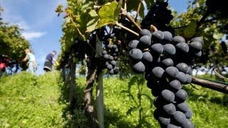 How wildfires impacted Northern California wineries
