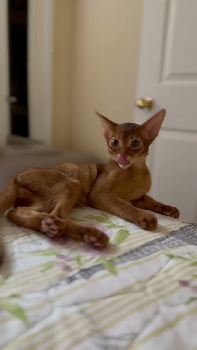 What Do You Call Cow With No Legs abyssinian kitten funny shots what-do-you-call-cow-with-no-legs-abyssinian-kitten-funny-shots