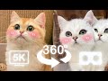 Cute baby cats keep sniffing you  vr 360 cat  4k  virtual reality