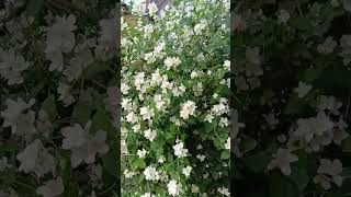 Цветущий Жасмин В Саду На Даче #Цветы #Жасмин #Сад #Красота #Garden  #Дом  #Flowers
