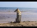 Влчак на прогулке. Крымская природа: степь и море