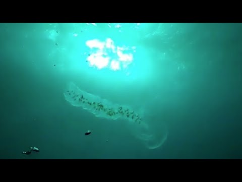 Divers Encounter World's Oldest Sea Creature