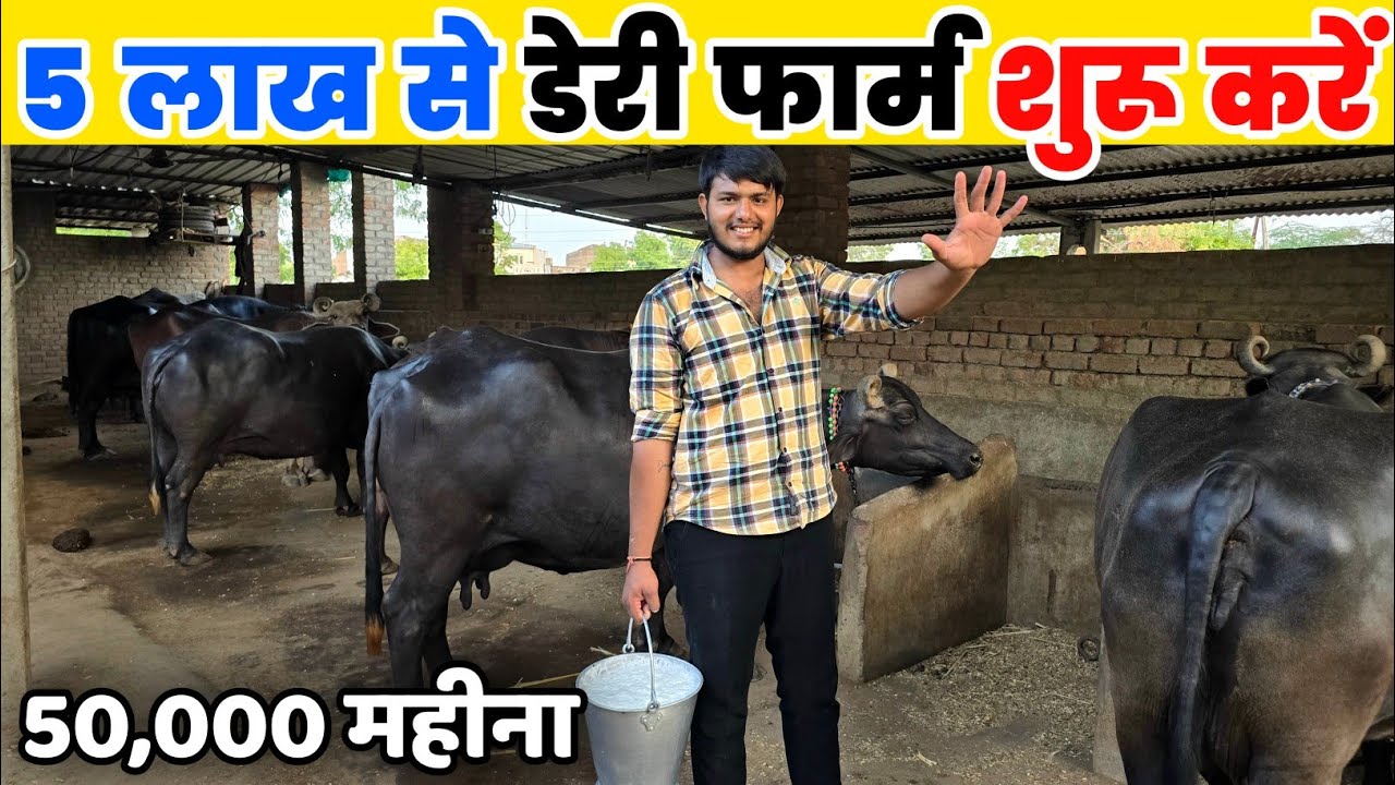 मात्र 5 लाख में डेरी फार्म कैसे शुरू करें | Low budget Buffalo farming idea