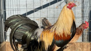 GALLOS DE CALIFORNIA