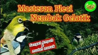 Masteran Pleci Tembakan Gelatik,sangat mudah masuk