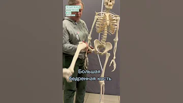 #shorts Зачем человеку таз? #biology #biofact #museum #биология #анатомия  #музей #наука #science