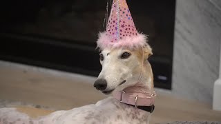 Bunny's 4th Birthday by JennaMarbles 4,082,397 views 4 years ago 18 minutes