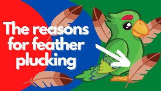 Feather picking in parrots | A veterinarian explains why parrots do it