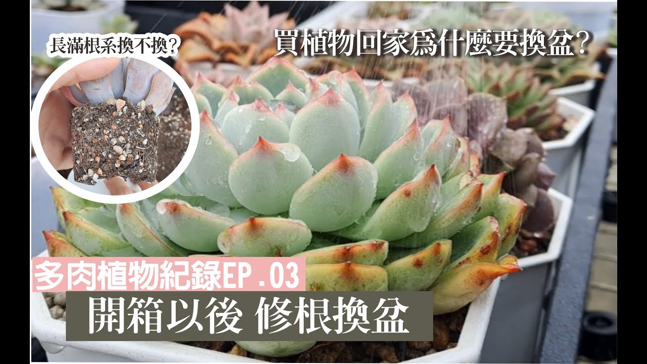 多肉種植紀錄EP.03 多肉植物開箱以後的事。為什麼要修根換盆? #succlents #echeveria  #多肉植物 #vlog #plants