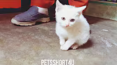 Post by PETS SHORTS