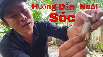 Hướng Dẫn Cách Nuôi Sóc Con Mùa CoVid 19|| Thú Vui Săn Bắn||