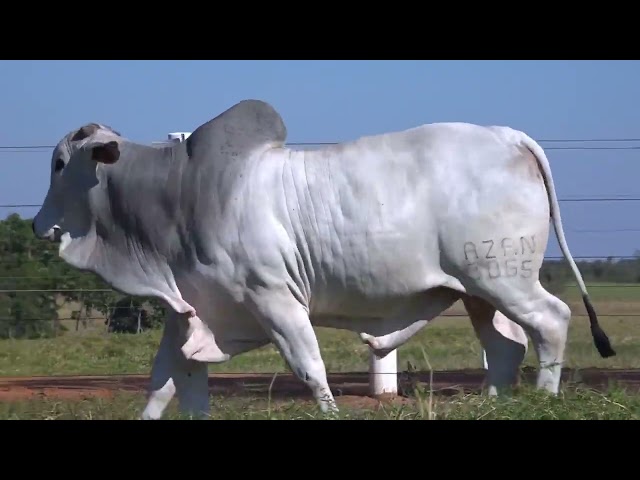 Lote 12   Leilão Touros Bela Alvorada Nelore Zan