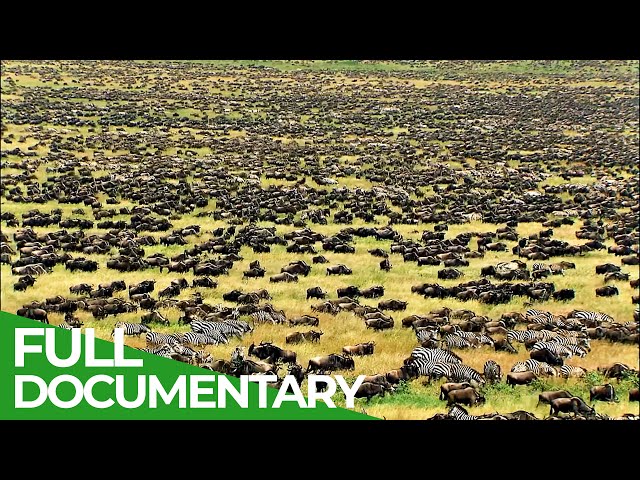 Great Migration | Wild Ones | Episode 11 | Free Documentary Nature class=