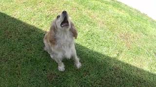 Gopro - Mika&Pelota 120 Fpstwixtor