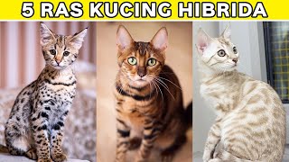 Beda dengan Kucing Lainnya, Inilah 5 Ras Kucing Hibrida Paling Populer di Dunia by Kucing Meong 128 views 10 months ago 6 minutes, 10 seconds
