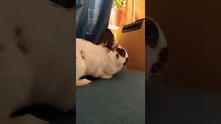 заяц #рекомендации #залетиврек #залити #реки